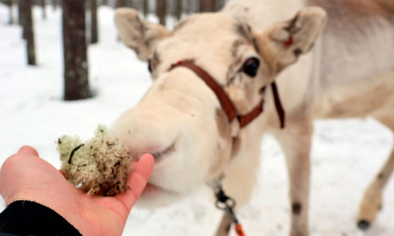 Reindeer in Finland Lapland
