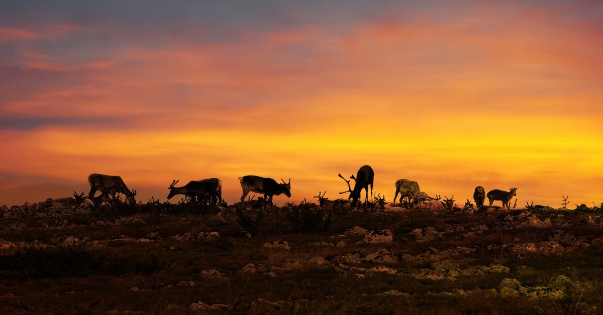 midnight sun lapland