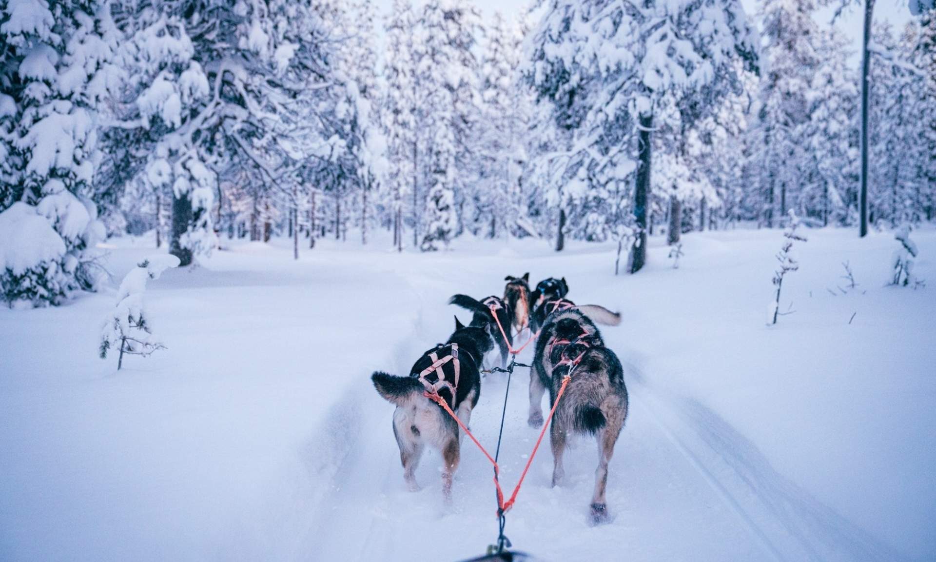 husky safari finland