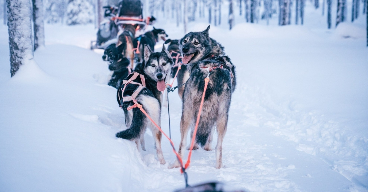 husky safari lapland